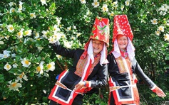 Về Lục Hồn ngắm hoa Sở nở trắng rừng