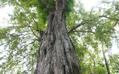 Cặp me cổ thụ hàng trăm năm tuổi - báu vật của ngôi chùa Khmer miền Tây