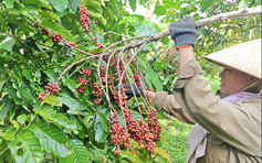 Giá cà phê tiếp tục lao dốc vì lo EUDR tiếp tục hoãn