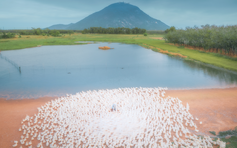 Cảnh choáng ngợp dưới chân núi Bà Đen: Bầy vịt đồng trắng như tuyết vây quanh chủ