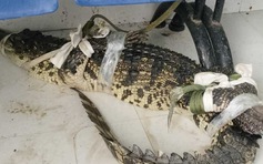 Cà Mau: Vây bắt cá sấu xuất hiện ở khu đất hoang