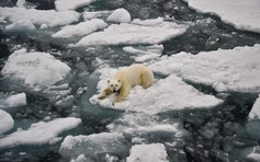 Năm 2026: 'Bình thường mới' của khí hậu toàn cầu