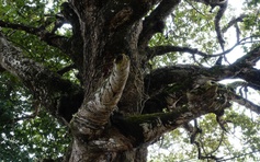 Cây dầu rái cổ thụ 'độc nhất vô nhị' ở miền Tây