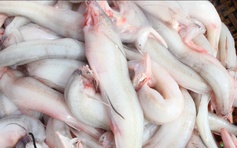 Phát hiện 5 mẫu cá khoai chứa formol trong các chợ ở Hà Tĩnh