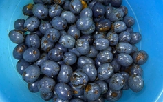 Trái cọ vào mùa: Ăn sao cho đúng để không rát cổ?