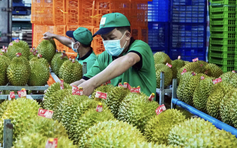 Xuất khẩu sầu riêng lập kỷ lục 4 tỉ USD, chiếm 'ngôi vương' ngành rau quả