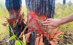 Hàng trăm cây rừng vùng biên giới bị cạo gốc... đứng chờ chết