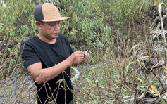 Nhà vườn Nhật Tân tất bật chăm đào đón tết