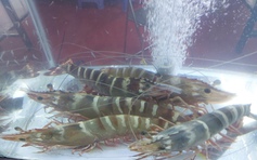 Festival tôm Cà Mau 2026: Chiến lược đưa thương hiệu tôm vươn ra thế giới