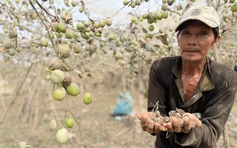 Thủ phủ nho, táo rũ bùn gượng dậy