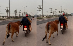 Clip bò mẹ chạy theo xe máy chở con bê gãy chân: Dân mạng rưng rưng