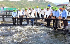 Khánh Hòa đẩy mạnh nuôi biển công nghệ cao