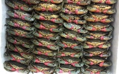 Giá cua Cà Mau tăng mạnh, cao nhất 850.000 đồng mỗi ký trước Tết Dương lịch 

