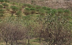 Thủ phủ đào phai ở Hà Tĩnh lo mất tết