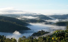 Cá nục kho măng ở Kon Tum: Cuộc gặp gỡ giữa núi đại ngàn và hơi thở biển khơi