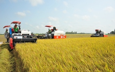 Gạo Việt từ ngon nhất đến 'xanh' nhất thế giới