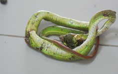 Đắp thuốc để 'hút độc' do rắn cắn, người đàn ông sốc phản vệ nguy kịch