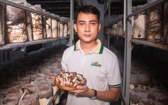 Sở hữu 3 bằng đại học, chàng trai về quê trồng nấm mối đen