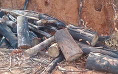 Vụ phá 97 ha rừng ở Gia Lai: Đề nghị kỷ luật rút kinh nghiệm sâu sắc