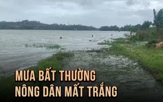 Mưa bất thường giữa mùa xuân, nông dân Phú Yên ngậm ngùi ‘mất trắng’