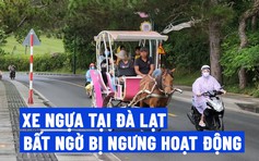 Đà Lạt: Gia hạn xe ngựa chở du khách quanh hồ Xuân Hương đến hết tháng 3