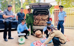 Liên tiếp bắt giữ thịt heo nhập lậu qua biên giới