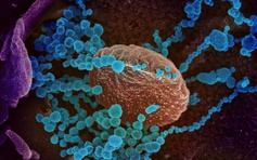 Sau 3 năm thảo luận, WHO đạt bước tiến lớn trong phối hợp ứng phó đại dịch