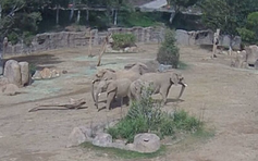 Voi trưởng thành vây vòng bảo vệ voi con khi động đất rung chuyển California