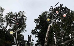 Cây xà cừ đổ trong bão Yagi hóa tác phẩm nghệ thuật