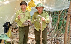 Nạn săn bắt thú rừng gia tăng ở Vườn quốc gia Chư Yang Sin