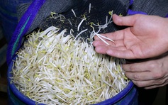 3.500 tấn giá đỗ độc hại ở Nghệ An đã tiêu thụ ở đâu?