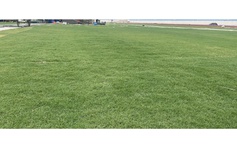 Sân Mỹ Đình đẹp khó tin chỉ sau một tháng: Làm gì để cỏ mãi xanh mướt?