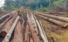 1.300 khối gỗ nằm ngổn ngang sau dự án 1.300 tỉ đồng