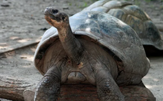 Rùa khổng lồ lần đầu làm mẹ ở tuổi 100