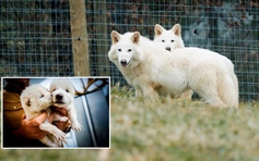 Hồi sinh loài sói trắng đáng sợ đã tuyệt chủng từ Kỷ băng hà