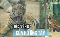 Thảo Cầm Viên tổ chức tiệc ‘về hưu’ cho hổ ‘Ông Tây’