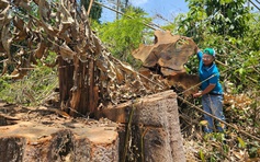 Kon Tum: Làm rõ vụ phá rừng gần trụ sở UBND huyện