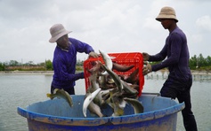 Rẽ hướng từ tôm sang cá chẽm, nông dân miền Tây thu lãi hàng trăm tỉ đồng