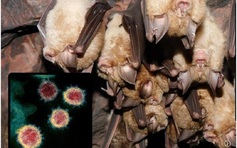 Thêm nghiên cứu quốc tế mới về nguồn gốc Covid-19