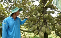 Bộ trưởng Đỗ Đức Duy: 'Tuần tới sẽ sang Trung Quốc gỡ khó xuất khẩu sầu riêng'