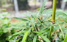 Xông hơi trị cảm lạnh như thế nào để tốt cho sức khỏe?