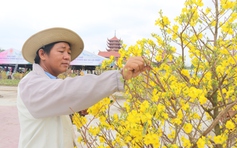 Độc đáo hàng trăm cây mai vàng nở trái mùa, rực rỡ Vesak 2025: Chủ vườn bật mí