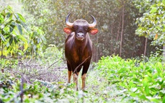 Một nhân viên của Vườn quốc gia Cát Tiên bị bò tót húc tử vong