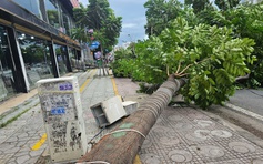 TP.HCM: Nhiều cây xanh ngã, có người bị thương