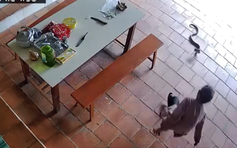 Thót tim cảnh cụ bà 96 tuổi bị rắn hổ mang tấn công trong sân nhà