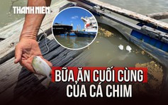 Cá chết hàng loạt sau bữa ăn 'ngấm dầu' vụ tai nạn trên sông Lòng Tàu