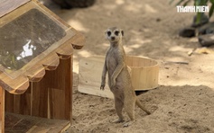 Vườn thú mới toanh ngay trung tâm TP.HCM hè 2025: Capybara, cầy Meerkat... bé nào cũng mê