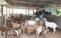 Gã 'gàn' làm giàu trên núi Lõng Ông Văn