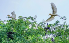 Những ngôi chùa độc đáo ở miền Tây: Nơi 'an cư' của chim cò quý hiếm