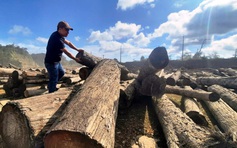 Quảng Nam: 5 lần đấu giá nhưng gần 1.800 mét khối gỗ vẫn không có người mua